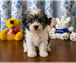 Small #17 Morkie