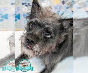 Mutt Dogs for adoption in Kennesaw, GA, USA