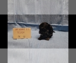 Small #3 Maltipoo