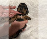 Small Photo #23 Black and Tan Coonhound-Bluetick Coonhound Mix Puppy For Sale in OAK HILLS, CA, USA