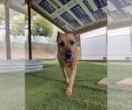 Small #1 German Shepherd Dog