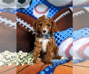 Cavapoo Puppy for sale in KIRKWOOD, PA, USA