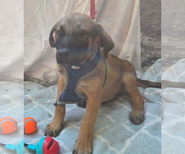 Medium Photo #3 German Shepherd Dog-Unknown Mix Puppy For Sale in Decatur, GA, USA