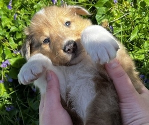 Collie Puppy for sale in LEWISBURG, TN, USA