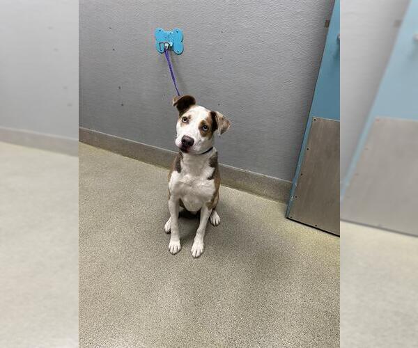 Medium Photo #1 Mutt Puppy For Sale in Las Vegas, NV, USA