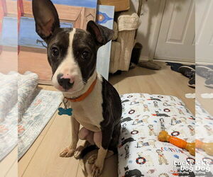 Beagle-Unknown Mix Dogs for adoption in Washington, DC, USA