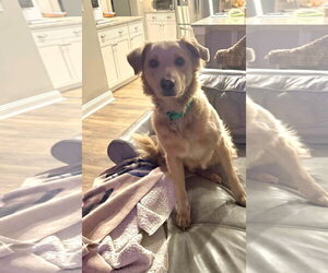 Golden Retriever-Unknown Mix Dogs for adoption in Murrells Inlet, SC, USA