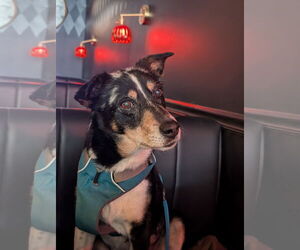 German Shepherd Dog-Great Pyrenees Mix Dogs for adoption in Aurora, CO, USA