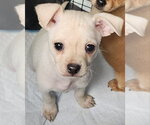 Small #1 Chihuahua Mix