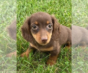 Dachshund Puppy for sale in CANOGA, NY, USA