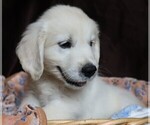 Small #2 English Cream Golden Retriever