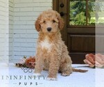 Small #1 Goldendoodle (Miniature)