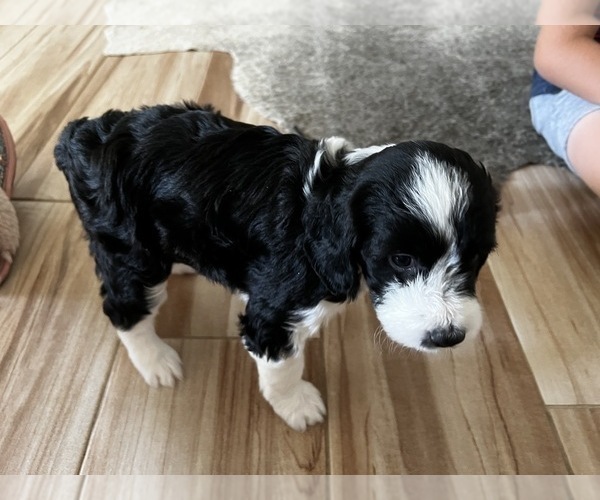 Medium Photo #12 Aussiedoodle Miniature  Puppy For Sale in GILBERT, AZ, USA