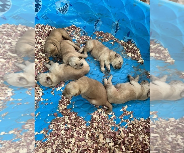 Medium Photo #1 Golden Retriever Puppy For Sale in HARTSELLE, AL, USA