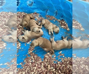Golden Retriever Puppy for sale in HARTSELLE, AL, USA