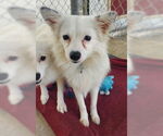 Small Pomeranian Mix
