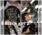 Small Photo #2 Great Dane Puppy For Sale in PINNACLE, NC, USA