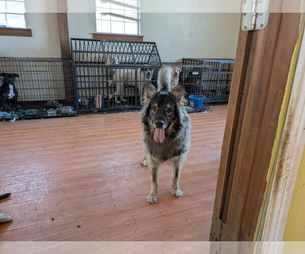 Medium Photo #6 German Shepherd Dog-Unknown Mix Puppy For Sale in Orange Grove, TX, USA