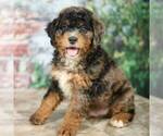 Small Photo #4 Miniature Bernedoodle Puppy For Sale in DALTON, OH, USA