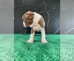 Small Photo #14 Boston Terrier Puppy For Sale in TULARE, CA, USA