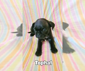 Medium Pug