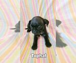 Puppy Tophat Pug