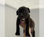 Small German Shepherd Dog Mix