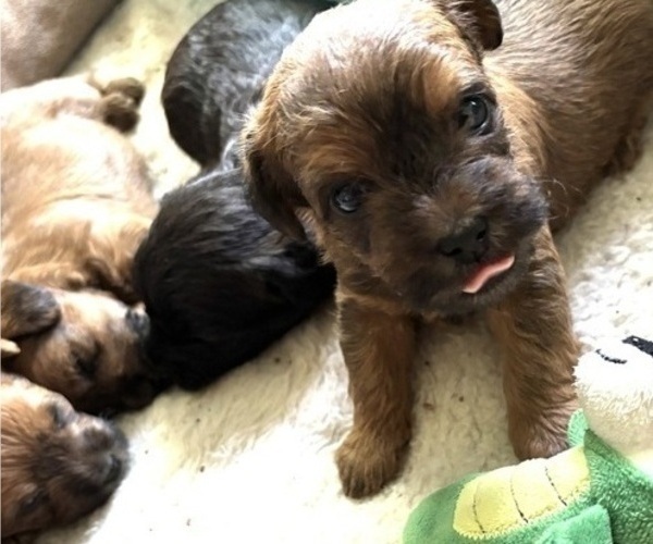 Medium Photo #33 Poocan Puppy For Sale in FAIR OAKS, CA, USA