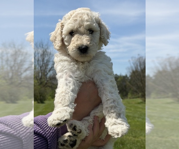 Medium Photo #1 Goldendoodle mix (+ Poodle Standard) Puppy For Sale in MAYNARDVILLE, TN, USA
