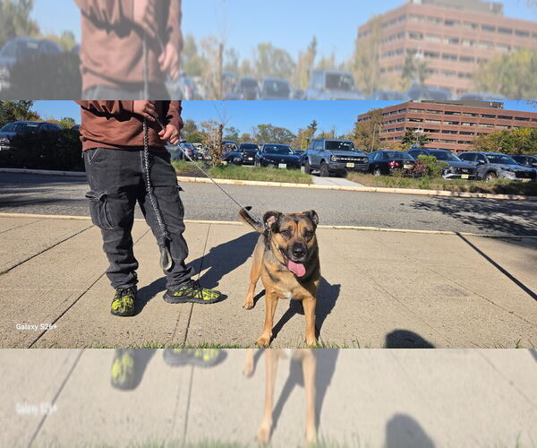 Medium Photo #4 German Shepherd Dog-Unknown Mix Puppy For Sale in Caldwell, NJ, USA
