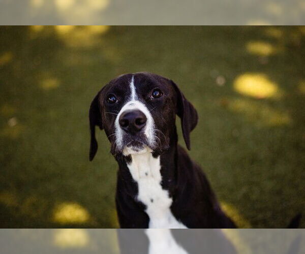 Medium Photo #1 Mutt Puppy For Sale in Orlando, FL, USA