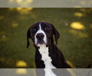 Mutt Dogs for adoption in Orlando, FL, USA