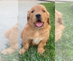 Small Golden Retriever