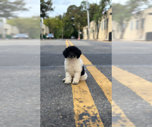 Medium Photo #12 Poodle (Toy) Puppy For Sale in BRONX, NY, USA