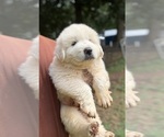 Small #2 Great Pyrenees