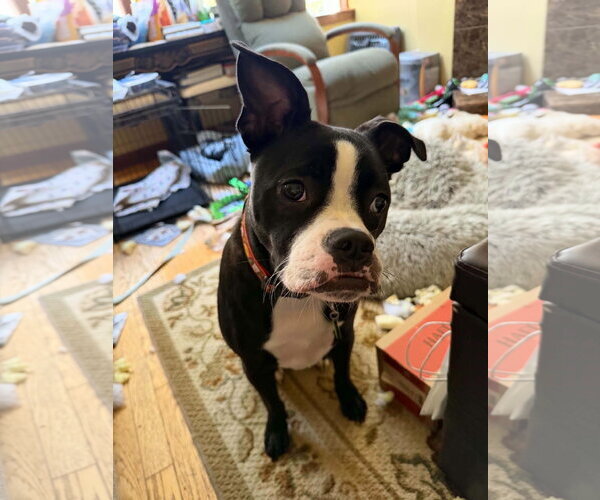 Medium Photo #4 Boston Terrier-Unknown Mix Puppy For Sale in Alexander, AR, USA