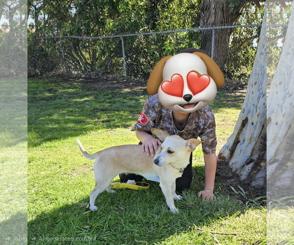 Medium Photo #5 Chihuahua-Unknown Mix Puppy For Sale in San Diego, CA, USA