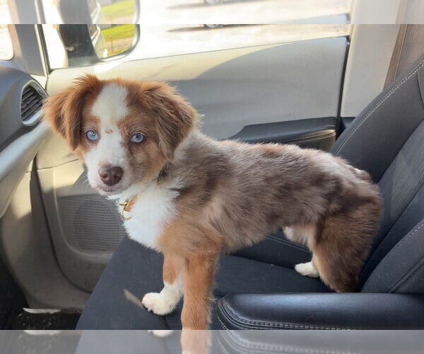 Medium Photo #1 Australian Shepherd Puppy For Sale in Evansville, IN, USA
