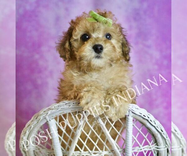 Medium Photo #1 Poodle (Toy) Puppy For Sale in WARSAW, IN, USA