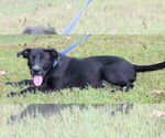 Small Mutt