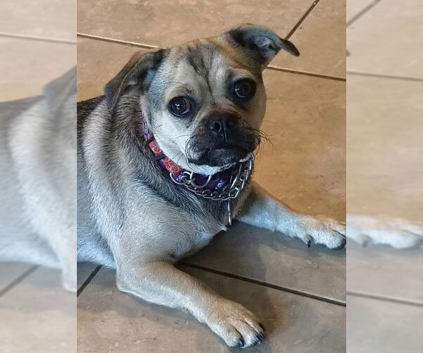 Medium Photo #3 Pug-Unknown Mix Puppy For Sale in San Diego, CA, USA