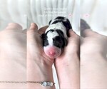 Image preview for Ad Listing. Nickname: Winnie