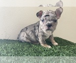 Small Photo #1 French Bulldog Puppy For Sale in INTERNATIONAL, WA, USA