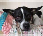 Small #4 Chihuahua Mix