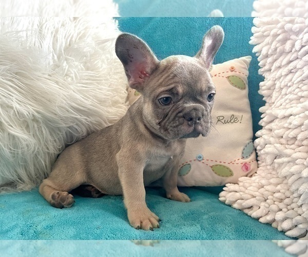 Medium Photo #23 French Bulldog Puppy For Sale in CORPUS CHRISTI, TX, USA