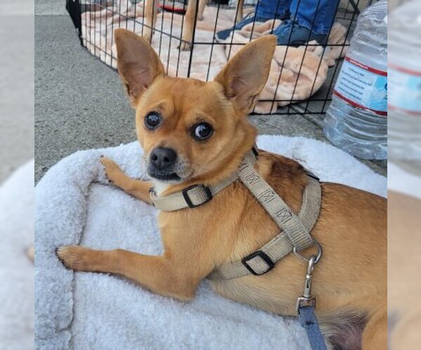 Medium Photo #3 Chihuahua-Unknown Mix Puppy For Sale in Ventura, CA, USA