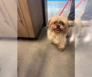 Shih Tzu Dogs for adoption in San Martin, CA, USA