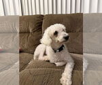 Small #2 Poodle (Miniature)