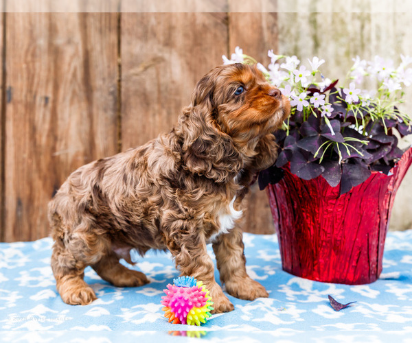 Medium Photo #40 Cocker Spaniel Puppy For Sale in WAKARUSA, IN, USA