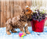 Small Photo #40 Cocker Spaniel Puppy For Sale in WAKARUSA, IN, USA